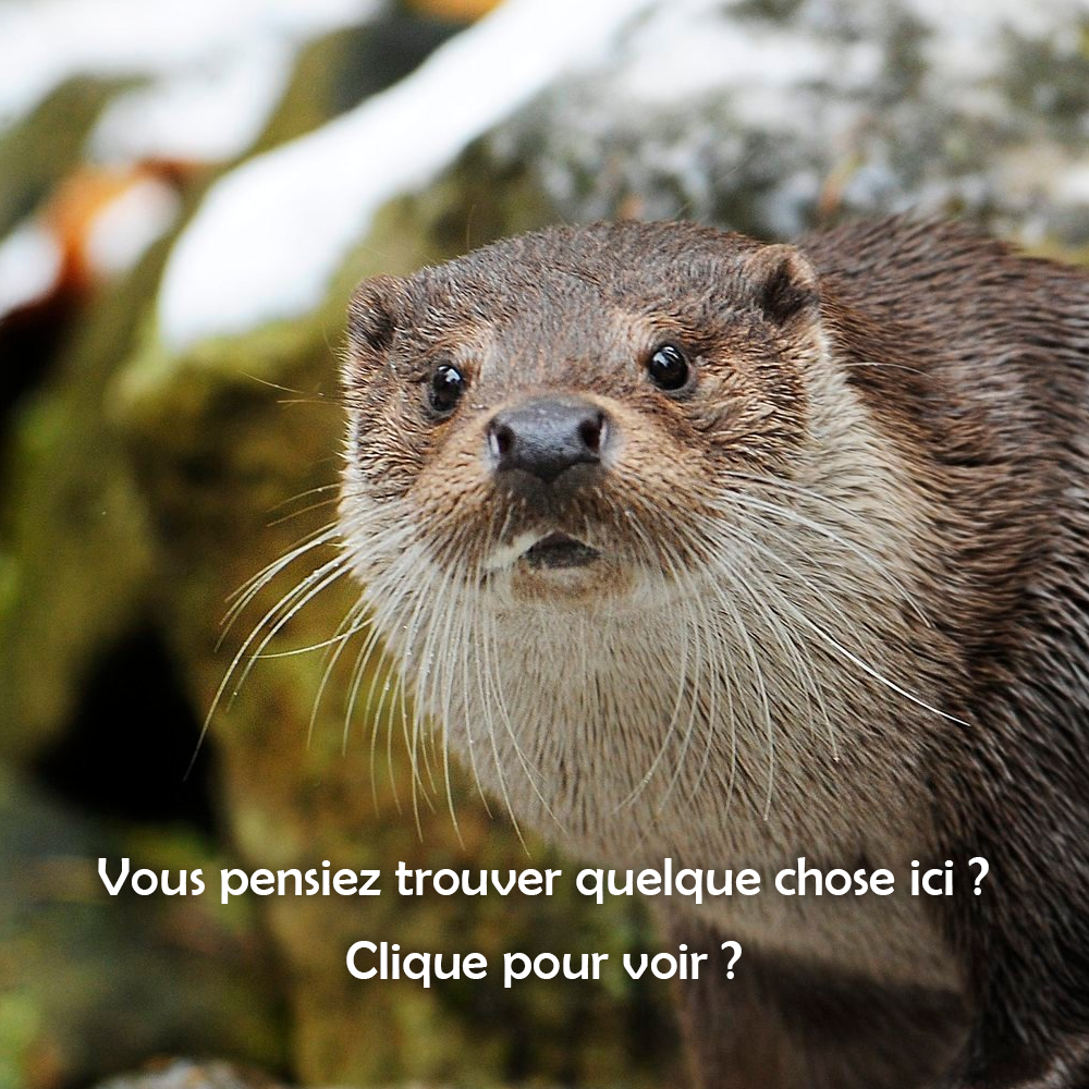 Loutre heureuse