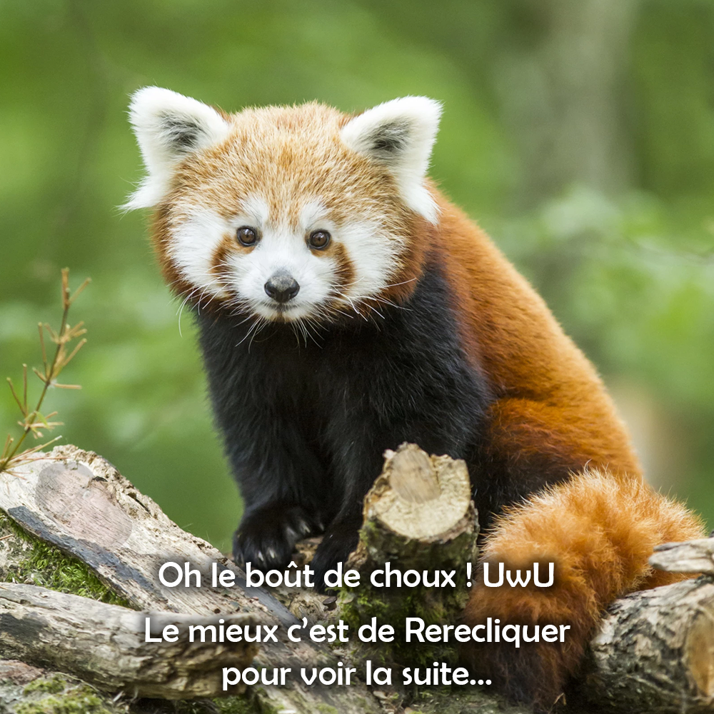 Panda roux pais!ble