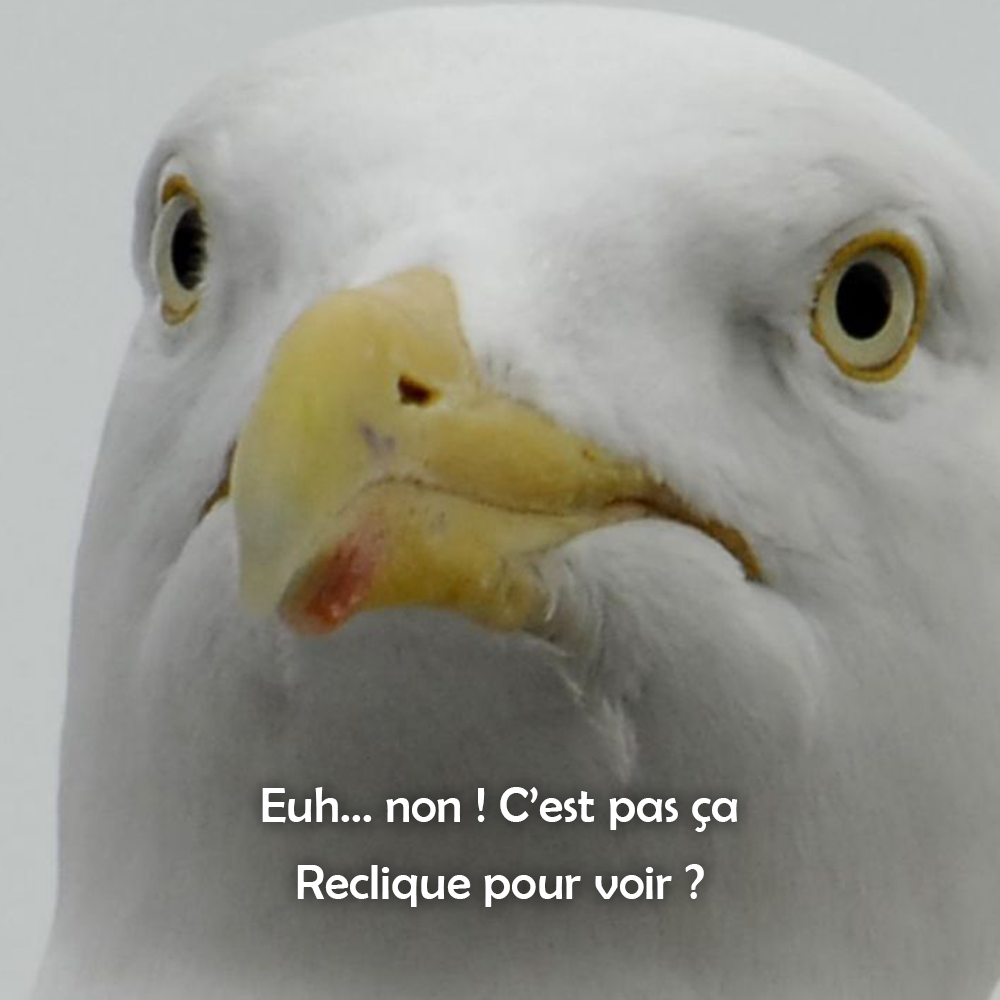 Goéland furieux