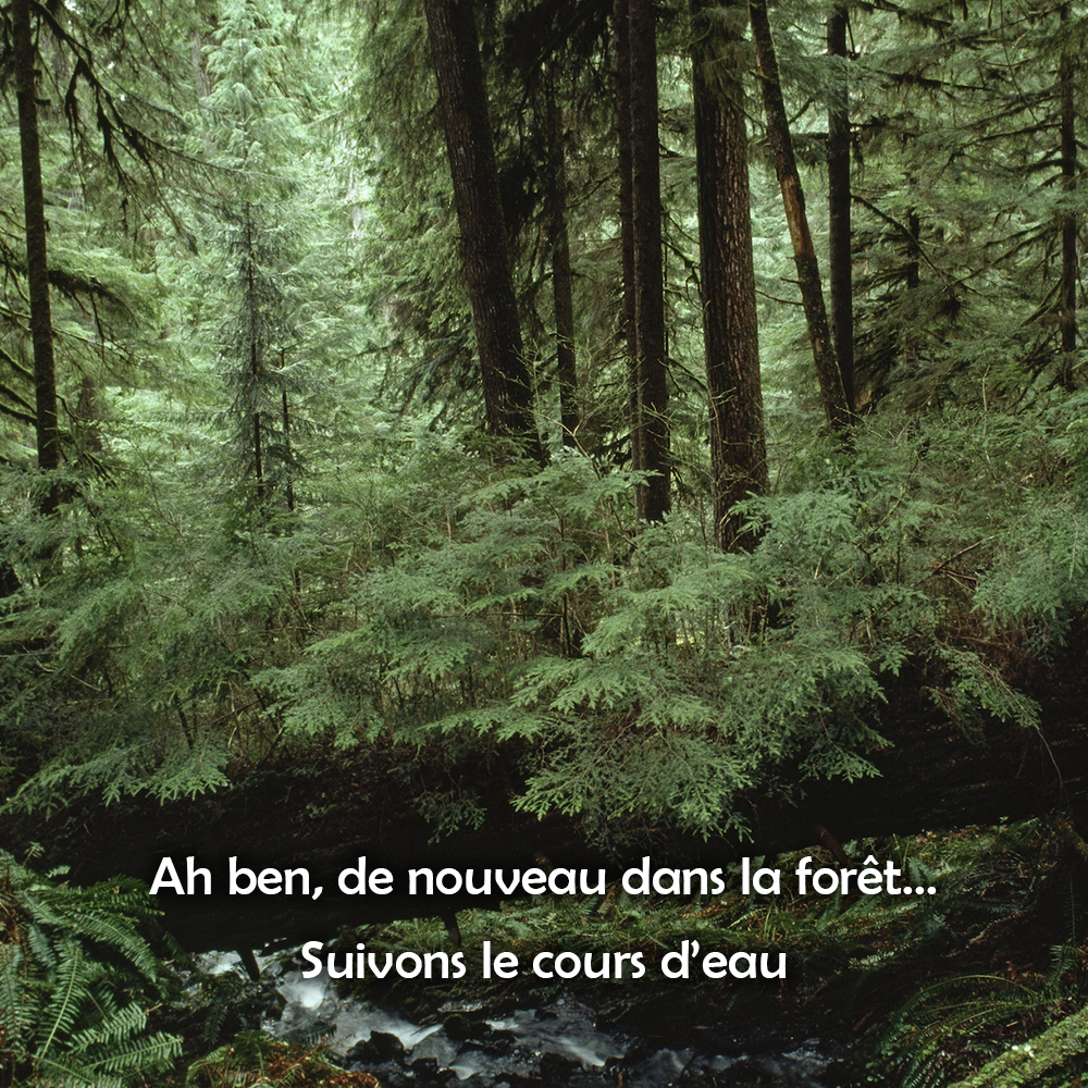 Forêt déroutante
