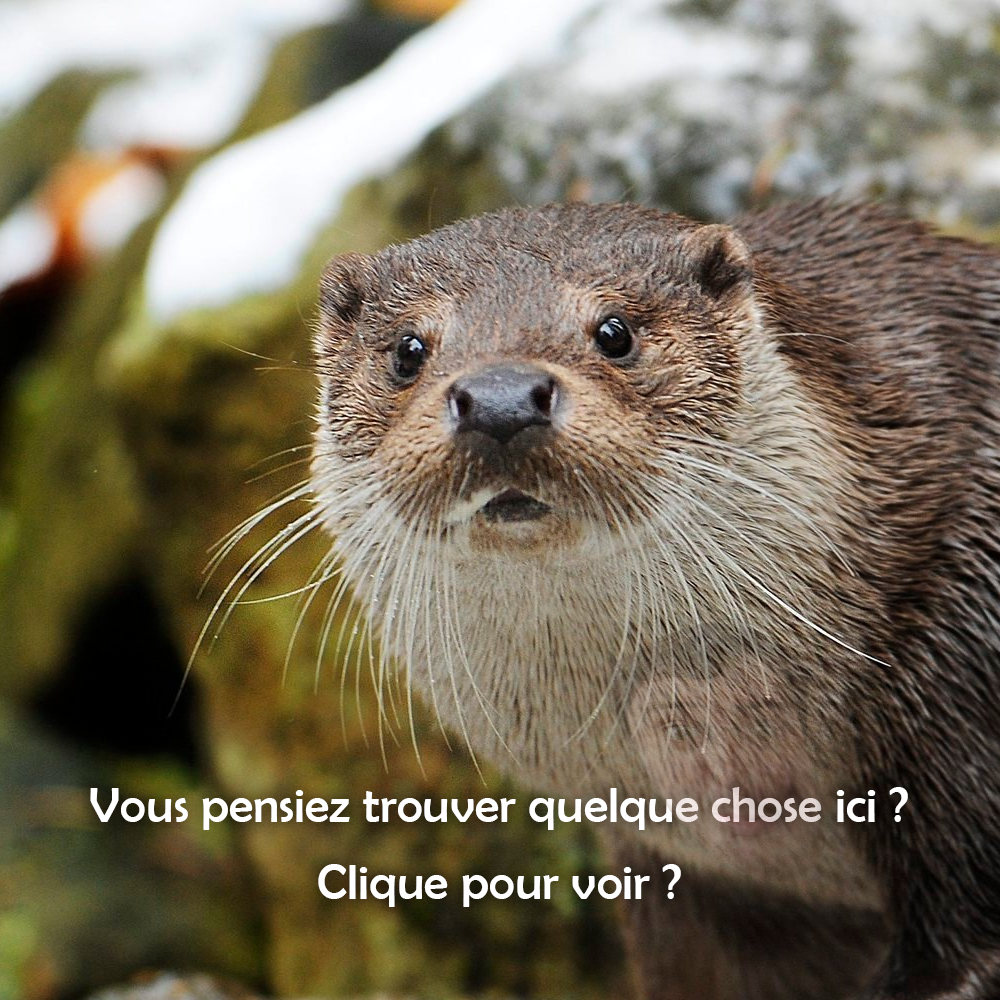 Loutre heur?use