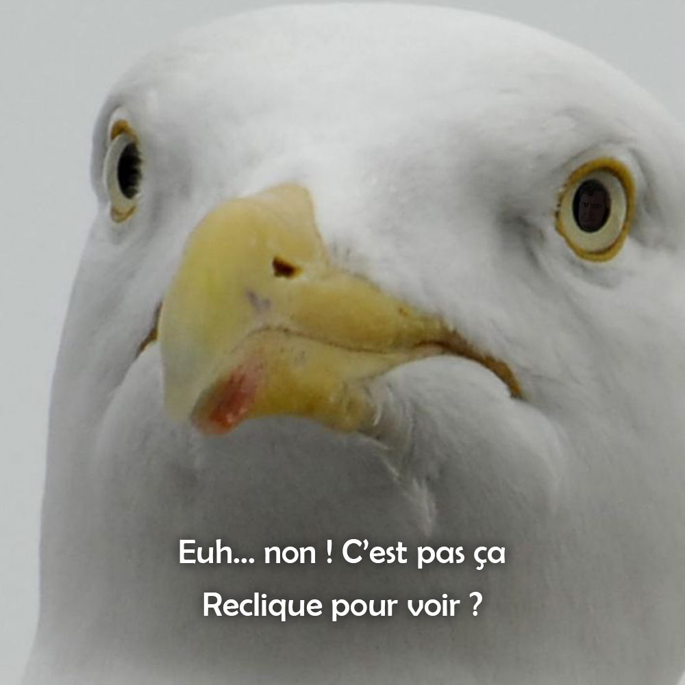 Goél$nd furieux